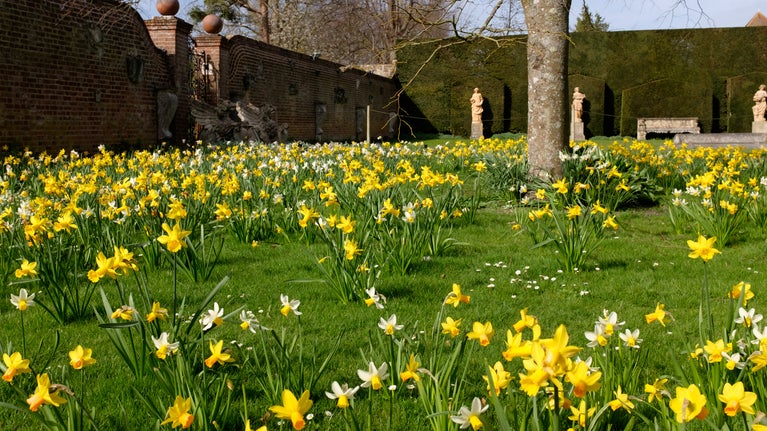 Daffodils cover the West Lawn at Polesden Lacey, Surrey